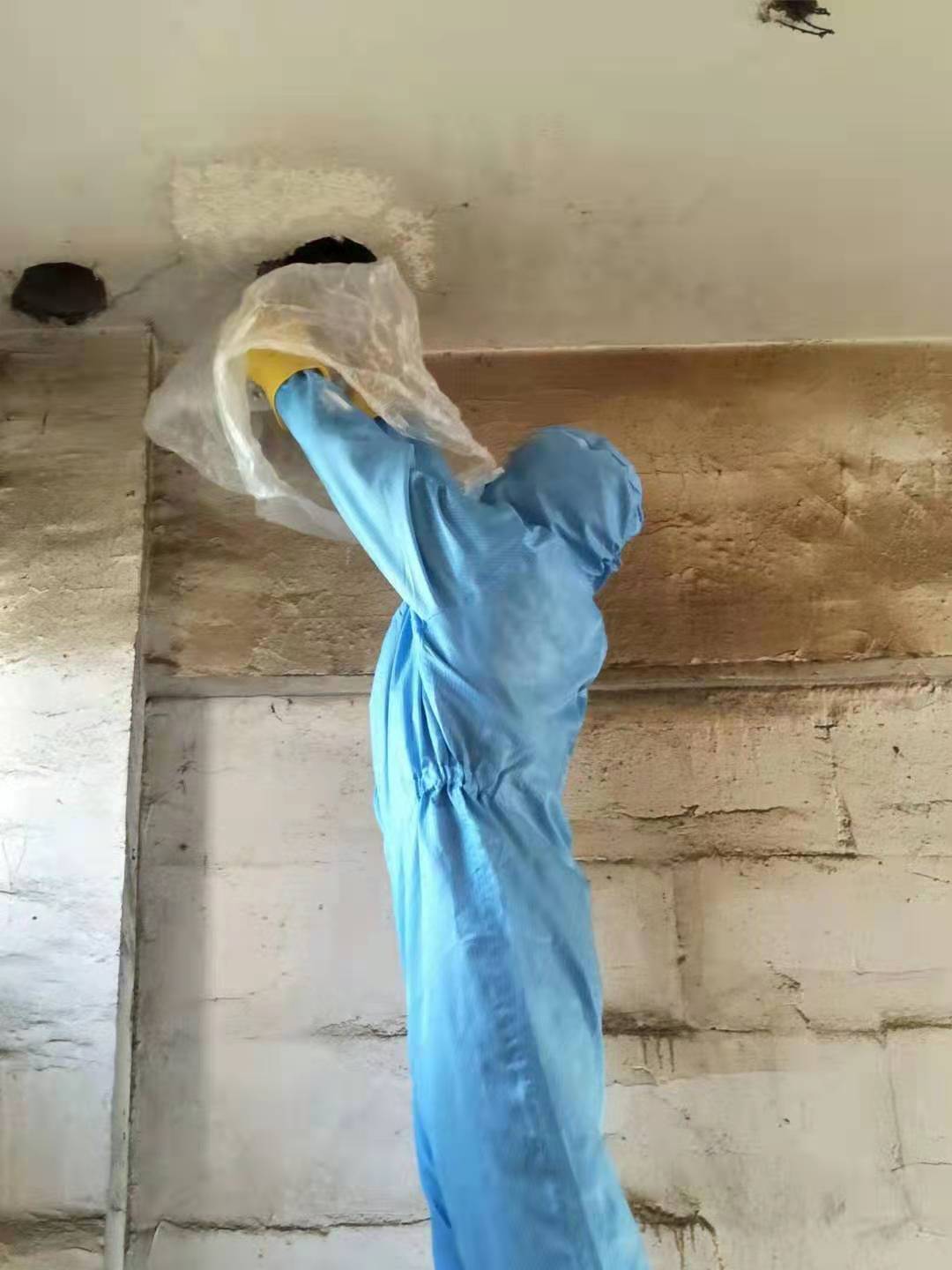 绵阳除虫